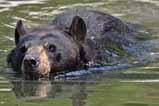 bear in water